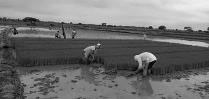 A group of people working in a rice field

AI-generated content may be incorrect.